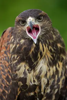 Harris: Harris Hawk - Immature calling