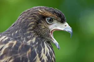 Harris: Harris Hawk - immature - Portrait - Calling