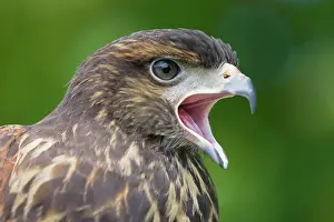 Harris: Harris Hawk - immature - Portrait - Calling