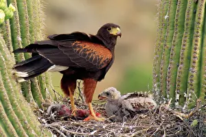 Unicinctus: HARRIS HAWK - on nest in saguaro cactus, with chicks