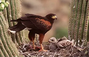 Saguaro: HARRIS HAWK - on nest in Saguaro cactus with chicks