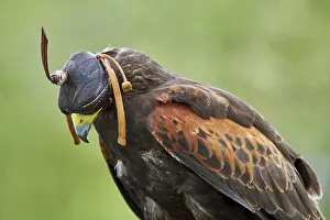 Harris: Harris Hawk (Parabuteo Unicinctus), Portrait, England