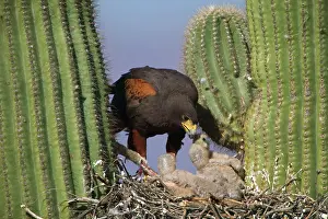 Hunters: Harris Hawk (Parabuteo unicinctus)-Arizona- At nest in sagu