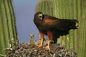 Hunters: Harris Hawk (Parabuteo unicinctus)-Arizona- At nest in sagu