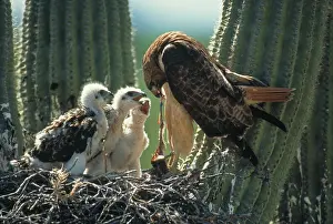 Hunters: Harris Hawk (Parabuteo unicinctus)-Arizona- At nest in sagu