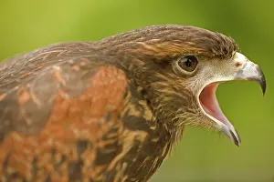 Harris: Harris Hawk (Parabuteo unicinctus) Immature - Portrait - Ca