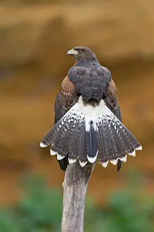 Buzzard: Harris Hawk (Parabuteo unicinctus) juvenile, perched