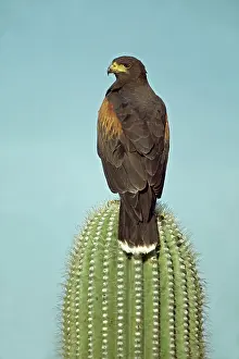 Harris: Harris Hawk - perched on saguaro cactus