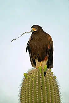 Harris: Harris Hawk - perched in saguaro cactus holding