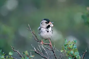 Harris: Harris Sparrow