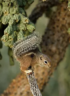 Harris: Harris / Yuma Antelope Squirrel