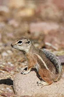 Harris: HarrisI Antelope Squirrel