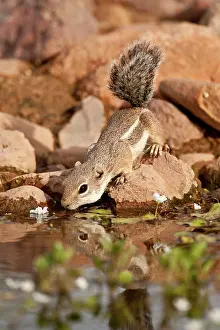 Northcott: Harris's Antelope Squirrel, Ammospermophilus