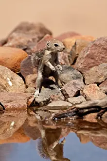 Northcott: Harris's Antelope Squirrel, Ammospermophilus