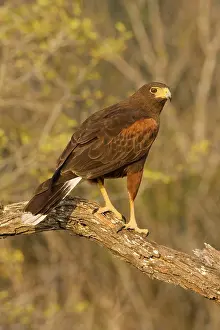 Harris: Harris's Hawk