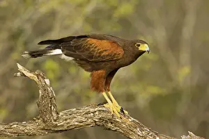 Harris: Harris's Hawk