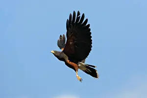 Harris: Harris's Hawk
