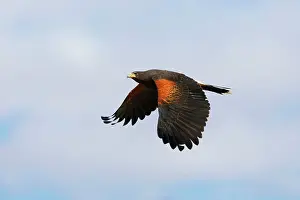 Harris: Harris's Hawk - in flight