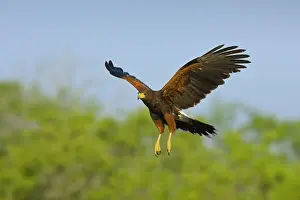 Harris: Harris's Hawk - in flight