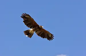 Harris: Harris's Hawk - in flight
