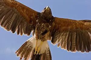 Harris: Harris's Hawk - in flight