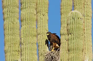 Harris: Harris's Hawk - at the nest in a Saguaro cactus