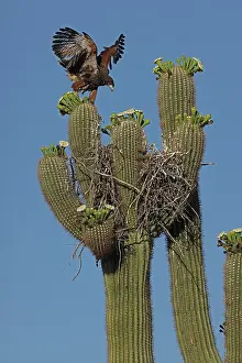 Saguaro: Harriss hawk (Parabuteo unicinctus), nestling about to leav