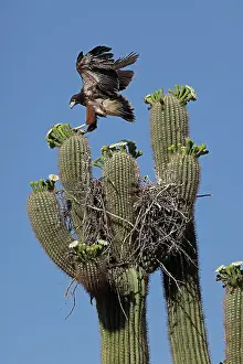 Saguaro: Harriss hawk (Parabuteo unicinctus), nestling about to leav