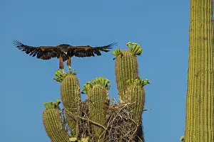 Saguaro: Harriss hawk (Parabuteo unicinctus), nestling about to leav
