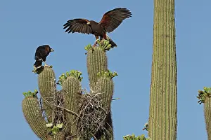 Saguaro: Harriss hawk (Parabuteo unicinctus), nestling about to leav