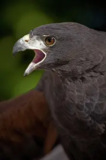 Unicinctus: Harriss Hawk (Parabuteo unicinctus) - Portrait - Captive -