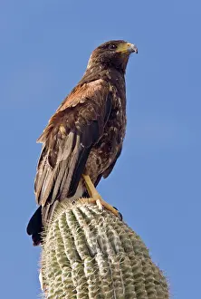 Harris: Harris's Hawk - perched on Cactus