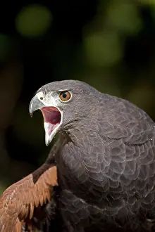 Unicinctus: Harris's Hawk - Portrait - Captive