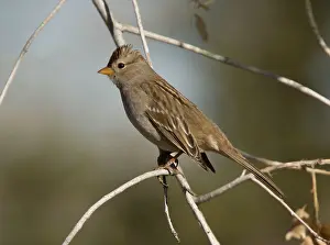 Harris: Harris's Sparrow - in winter