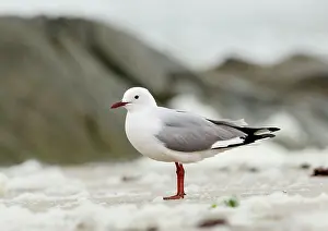 Hartlaubii: Hartbaubs Gull - Full body portrait standing on