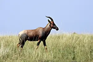 Buselaphus: Hartebeest
