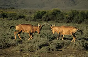 Hartebeest / Kongoni - Fighting