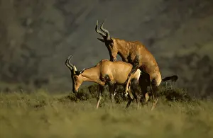 Hartebeest / Kongoni - Pair mating