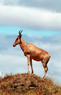 Outs: HARTEBEEST - on mound