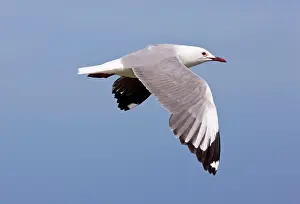 Hartlaubii: Hartlaub's Gull - in flight