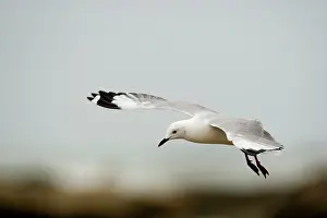 Hartlaubii: Hartlaubs Gull - in flight