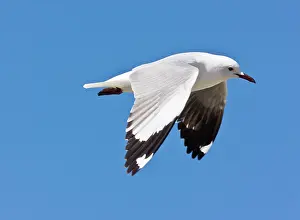 Hartlaubii: Hartlaub's Gull - in flight. The Cape, South