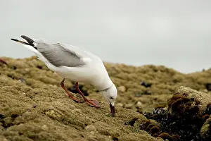 Hartlaubii: Hartlaubs Gull - foraging on a rock