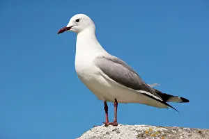 Hartlaubii: Hartlaub's Gull / King Gull