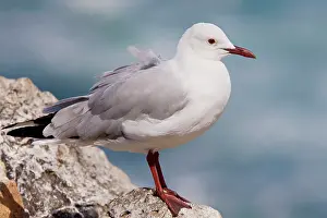 Hartlaubii: Hartlaub's Gull - perched on rock