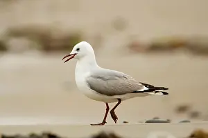 Hartlaubii: Hartlaubs Gull - walking along a beach