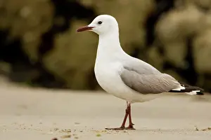 Hartlaubii: Hartlaubs Gull - walking along a beach