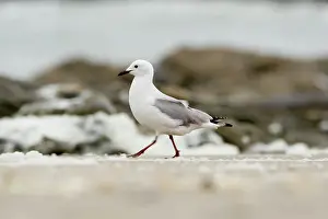 Hartlaubii: Hartlaubs Gull - Walking along a foam blown shoreline