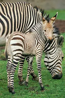 Hartmannae: Hartmann Mountain Zebra - foal / colt