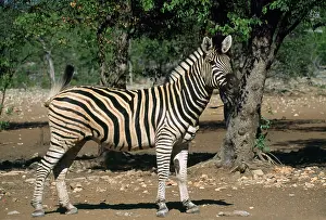 Hartmannae: HartmannIs Mountain Zebra